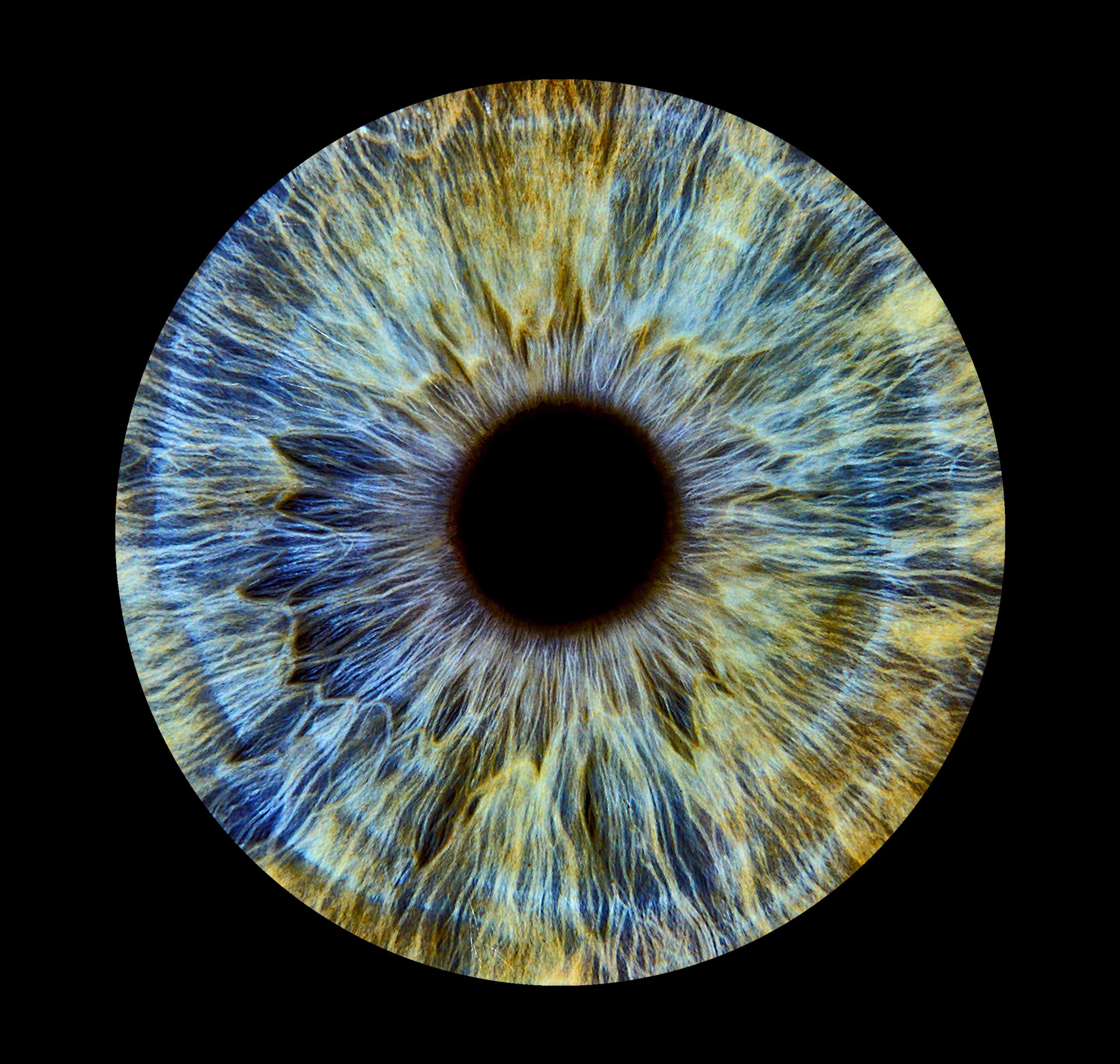 Iris photography